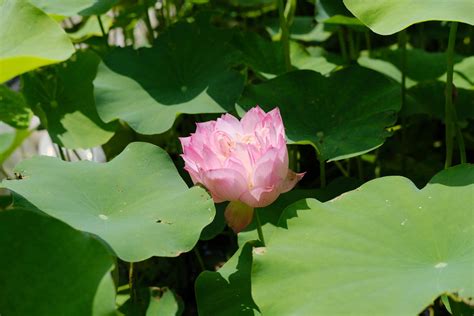 莲花风水|以莲花的寓意和象征风水（探索莲花的深层象征与风水。